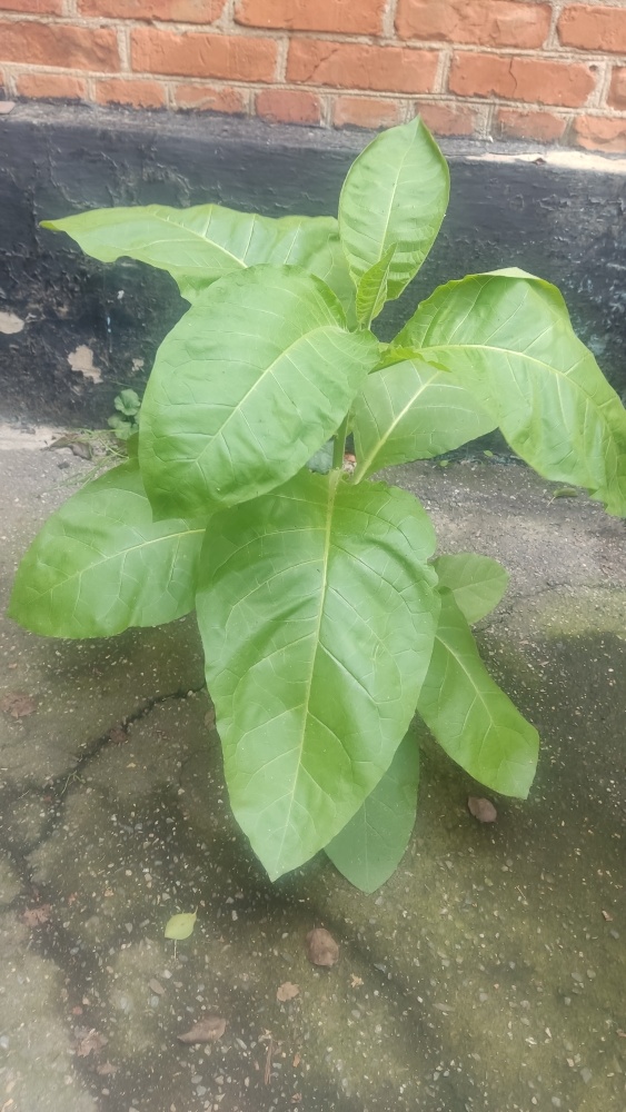 Пророс в асфальте