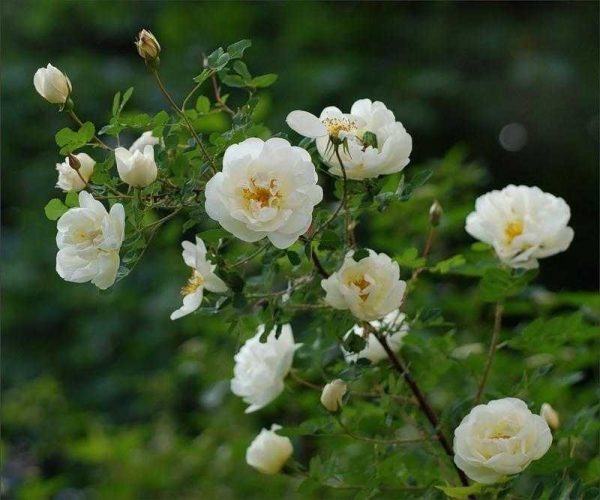 Цветы красивые, а вот песня про них мне не нравится. Источник: velislava-sad.ru 