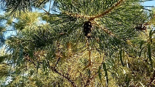 видео автора