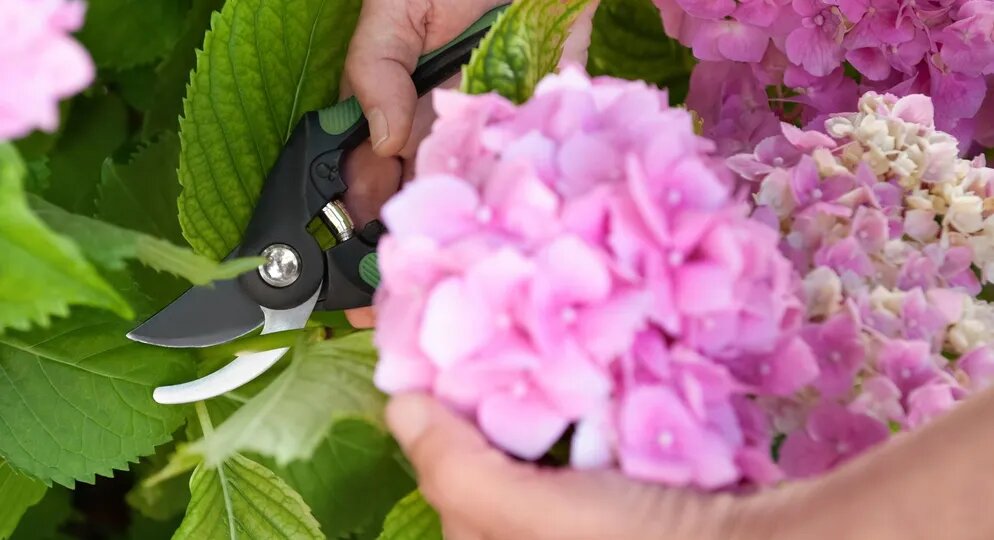 Что делать с гортензиями, которые пригибаются. Простой трюк садовника