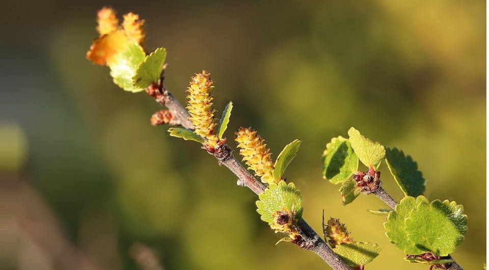   Jojoo64 / Wikimedia Commons / CC BY-SA 4.0