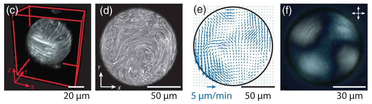   Guillaume Duclos et al. / Physical Review X, 2024