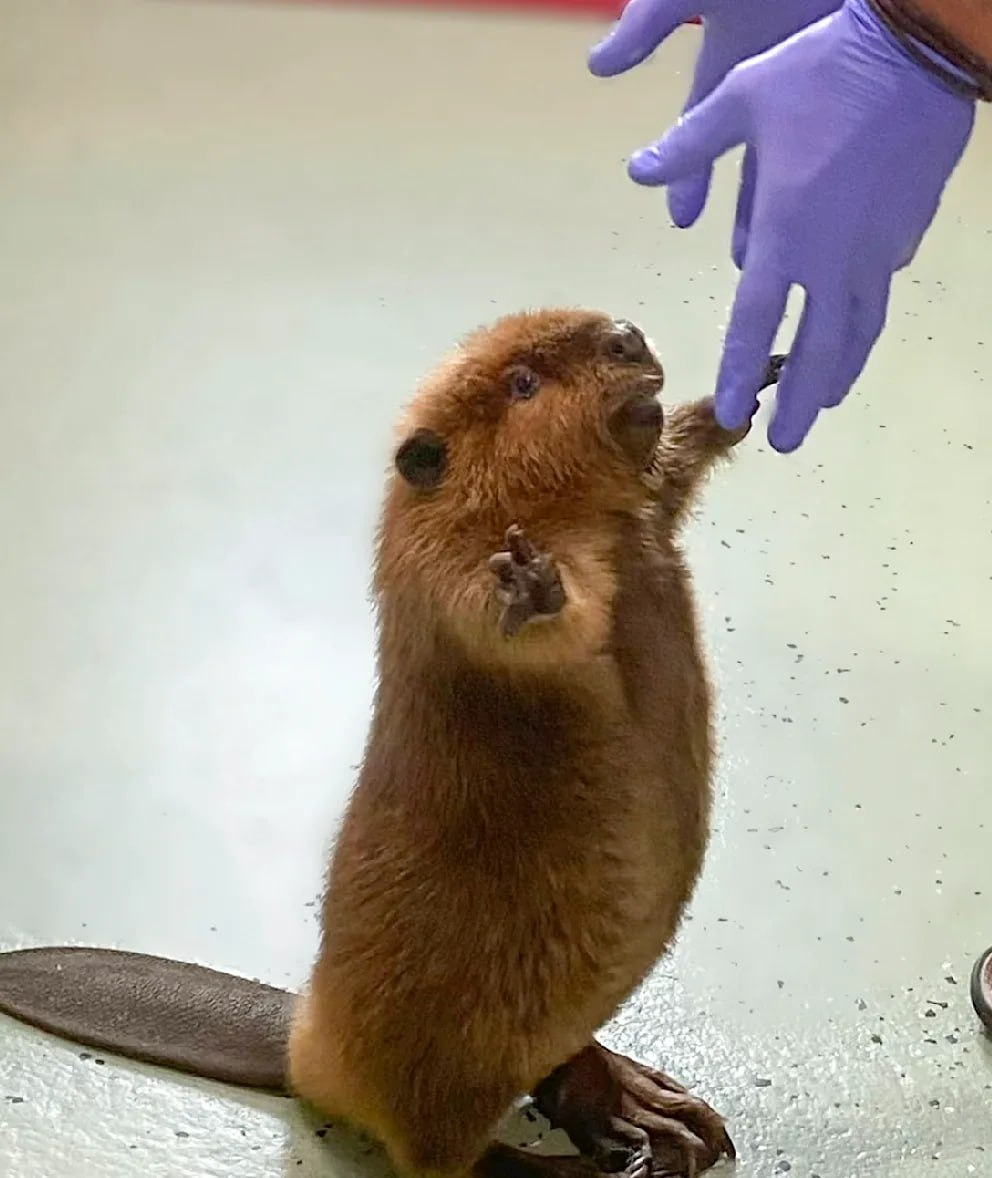 Так выглядела Ниби, когда была малышкой