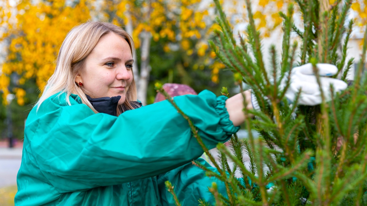    В Сургуте тополя планируют заменить на хвойные деревья