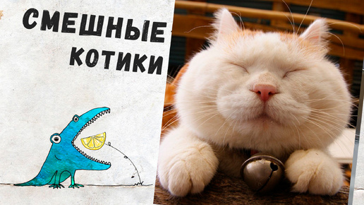 Смешные котики-Подборка