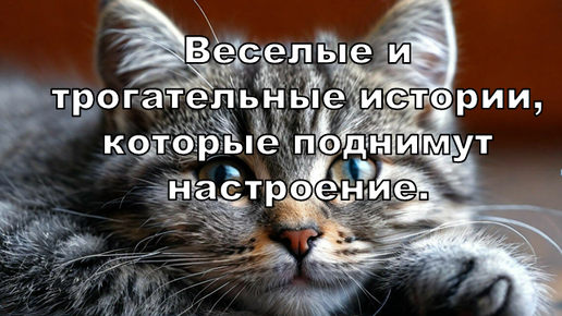 ✨Всем кому сейчас грустно, заходите. Веселые и трогательные истории про зверюшек наших. 😻