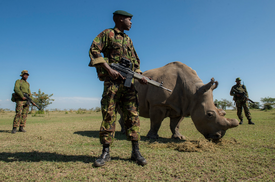 Источник: https://www.geeketbio.com | Власти африканских стран, где обитают носороги, вынуждены прибегать к нестандартным методам борьбы с браконьерством. Во-первых, ветеринары, усыпляя носорога и применяя анестезию, спиливают ему рога, чтобы у нелегальных охотников пропадал весь смысл в охоте. А во-вторых, к носорогам приставляют вооружённых людей-охранников, которые стерегут животное, предотвращая нападение браконьеров. Так было с редким видом – северным белым носорогом по кличке Судан. Его круглосуточно охраняли 4 вооружённых человека