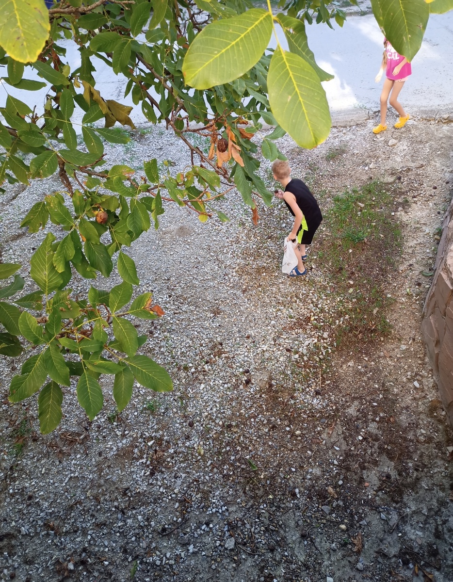 Дети пошли за грецкими орехами