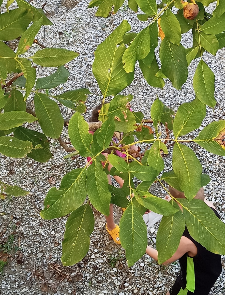 Вот так выглядят листья грецкого ореха.