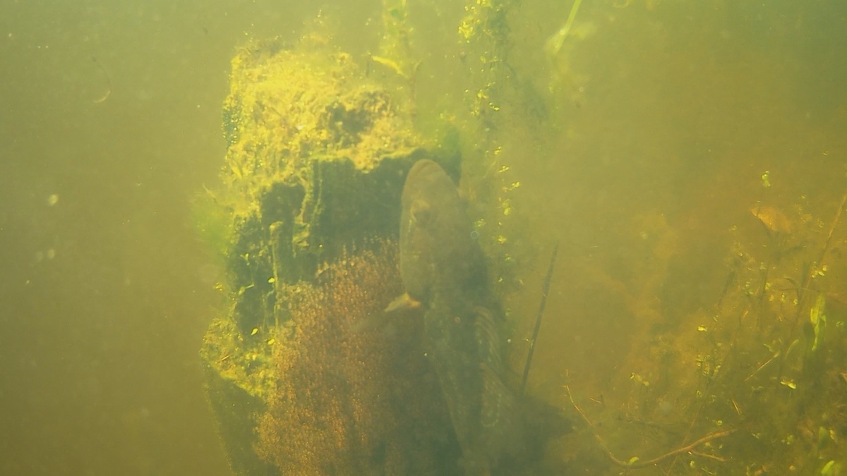 Ротан охраняет икру