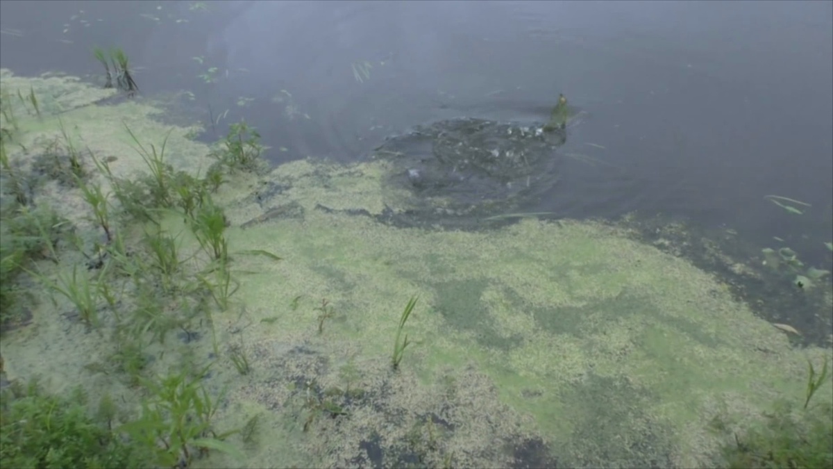 Караси в ряске с шумом метали икру