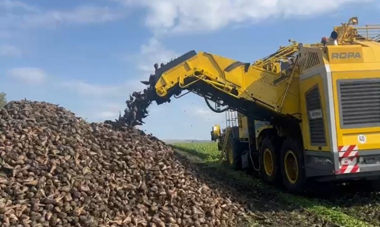    Свыше 1,7 млн тонн сахарной свеклы получено аграриями Башкортостана к 9 октября