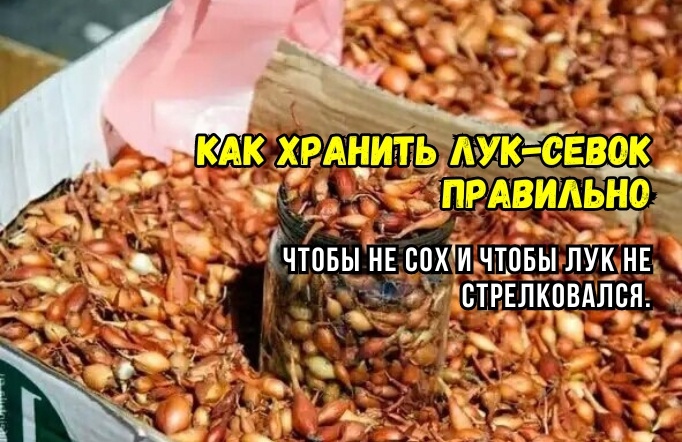 Вот так хранят лук-севок до весны, чтобы не высох, не стрелковался. И чтобы взошел "щеткой" - быстро и дружно. Агрономы советуют