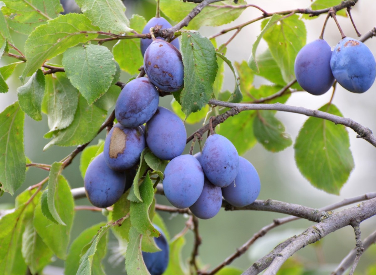 Узнайте, чем удобрять сливу осенью