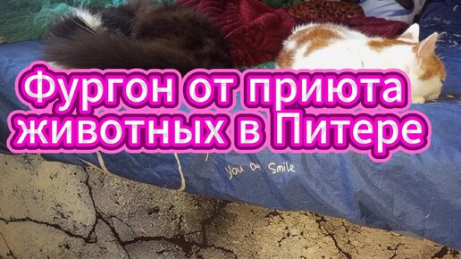 Фургон от приюта животных в Питере