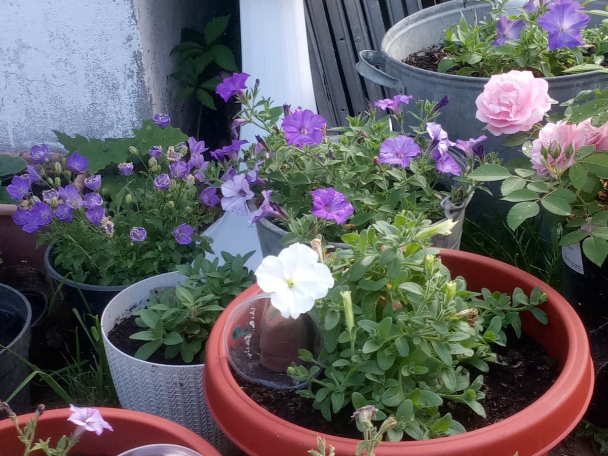 В начале сезона белая Опера