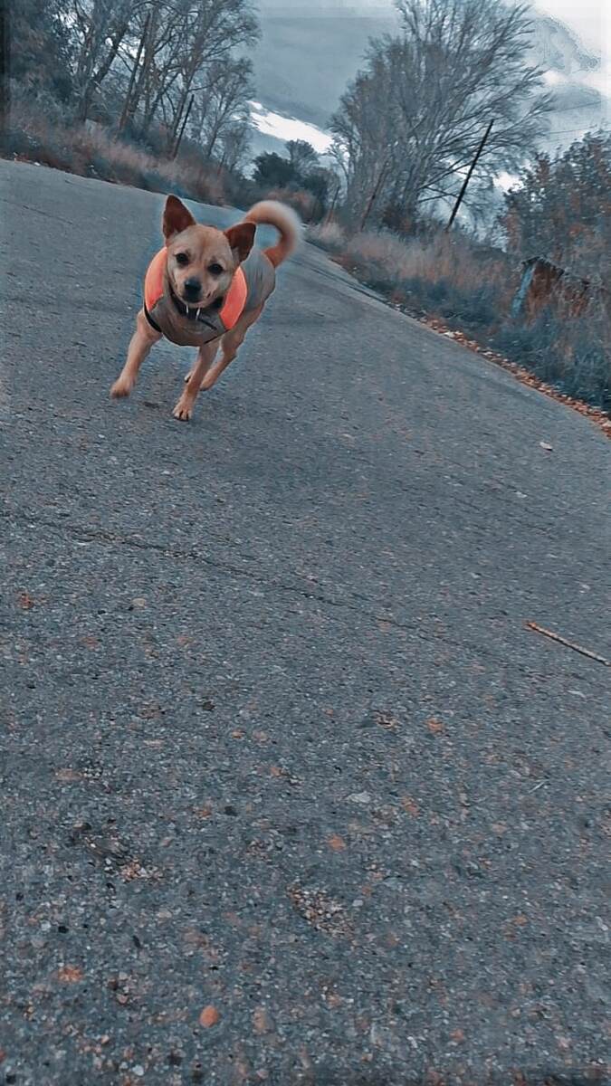 Фото из чата ватсап. Потеряшка, беглец, нашли красавца, вернули домой. 