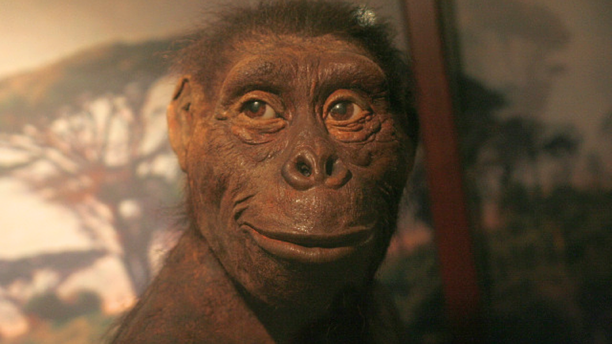 Одна из реконструкций внешнего вида Люси (Warsaw Museum of Evolution). Источник изображения: commons.wikimedia.org