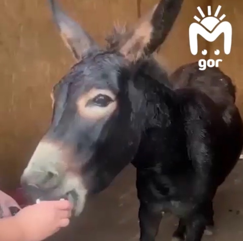      Фото: скриншот из видео телеграм-канала Mash Gor