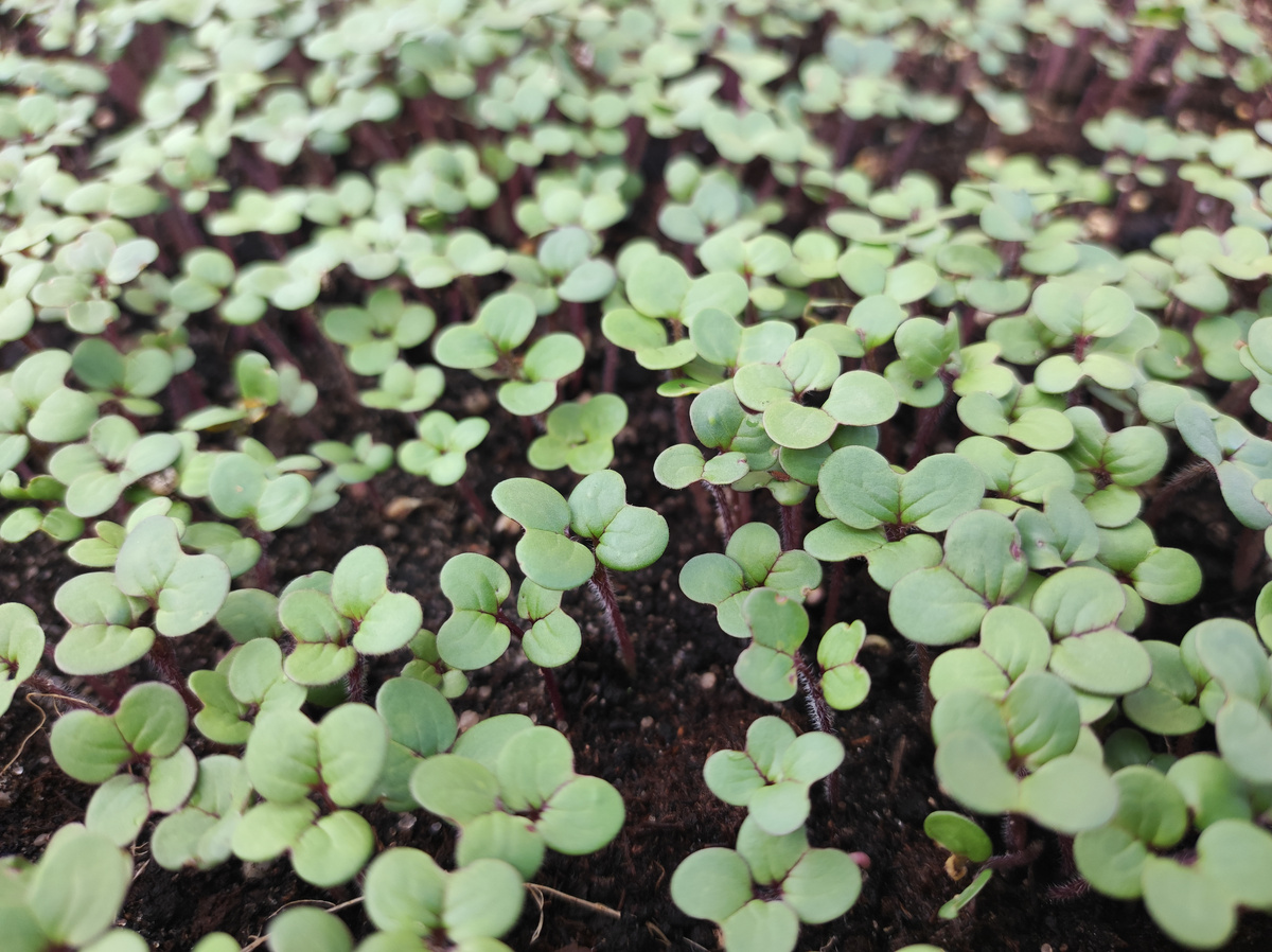 Фото автора, сидерат белая горчица на грядке в открытом грунте, 9 октября 2024 года