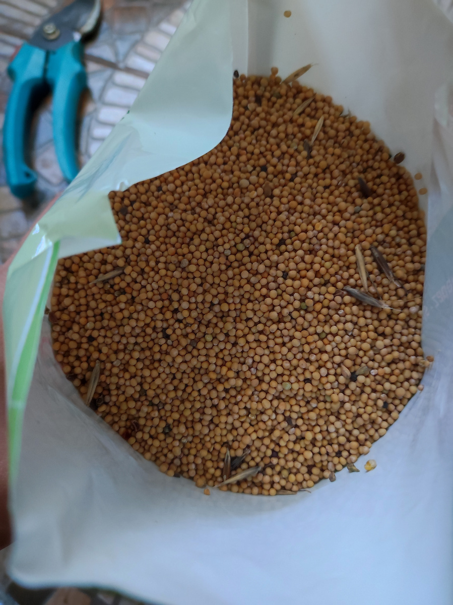 Фото автора, сидерат белая горчица, сентябрь 2024 года