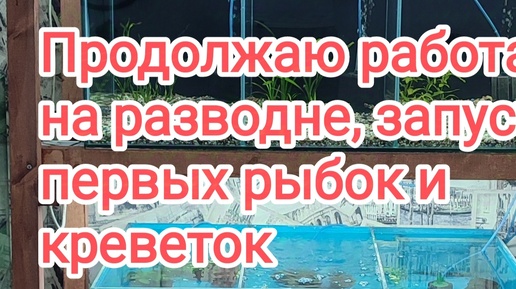 Обзор маленькая аквариумная разводня рыбок и креветок в квартире.