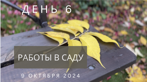 День 6 - хроника подготовки сада к зиме. 9 октября 2024