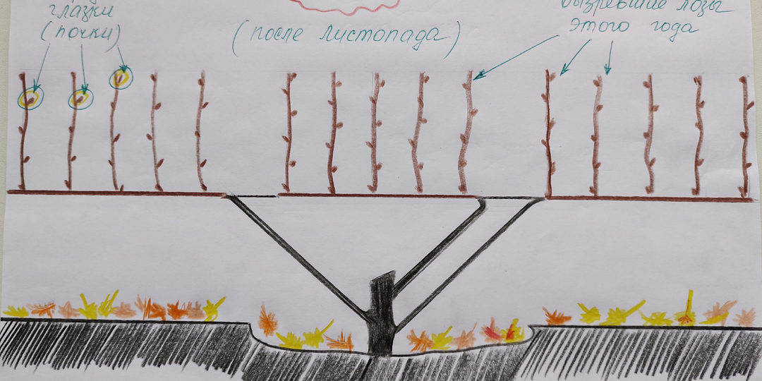 Обрезка винограда осенью. ШПАРГАЛКИ для начинающих