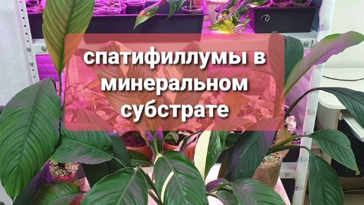 Спатифиллумы в минеральном субстрате