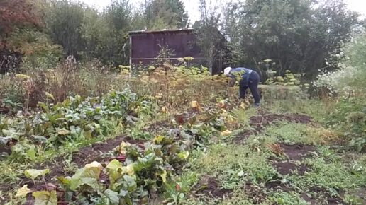 Так убираем урожай даже 3 лопаты сломались, ну и дело без шашлыков не обошлось.