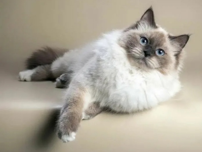 Невская маскарадная (карнавальная) кошка. Сложности ее содержания, о которых часто забывают