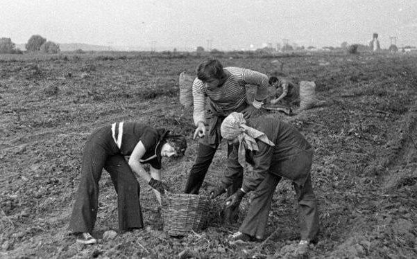 На уборке картофеля.