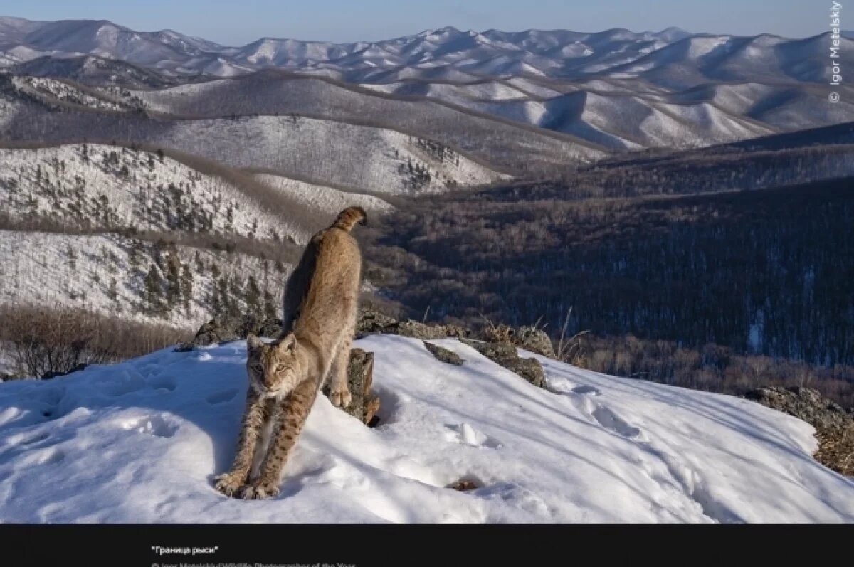    Награду Игорю Метельскому присудили за фотографию «Граница рыси», сделанную в Лазовском районе Приморского края.