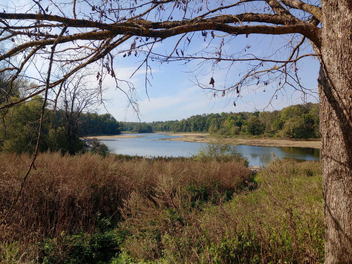 Река в Алексино 