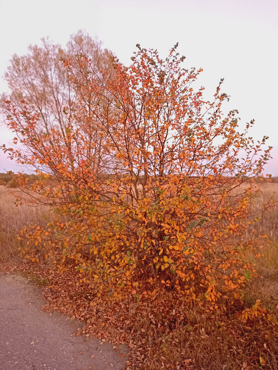 Поднимаешь глаза от экрана и видишь: ну, прав был Пушкин, очей очарованье! Источник изображения: фото автора