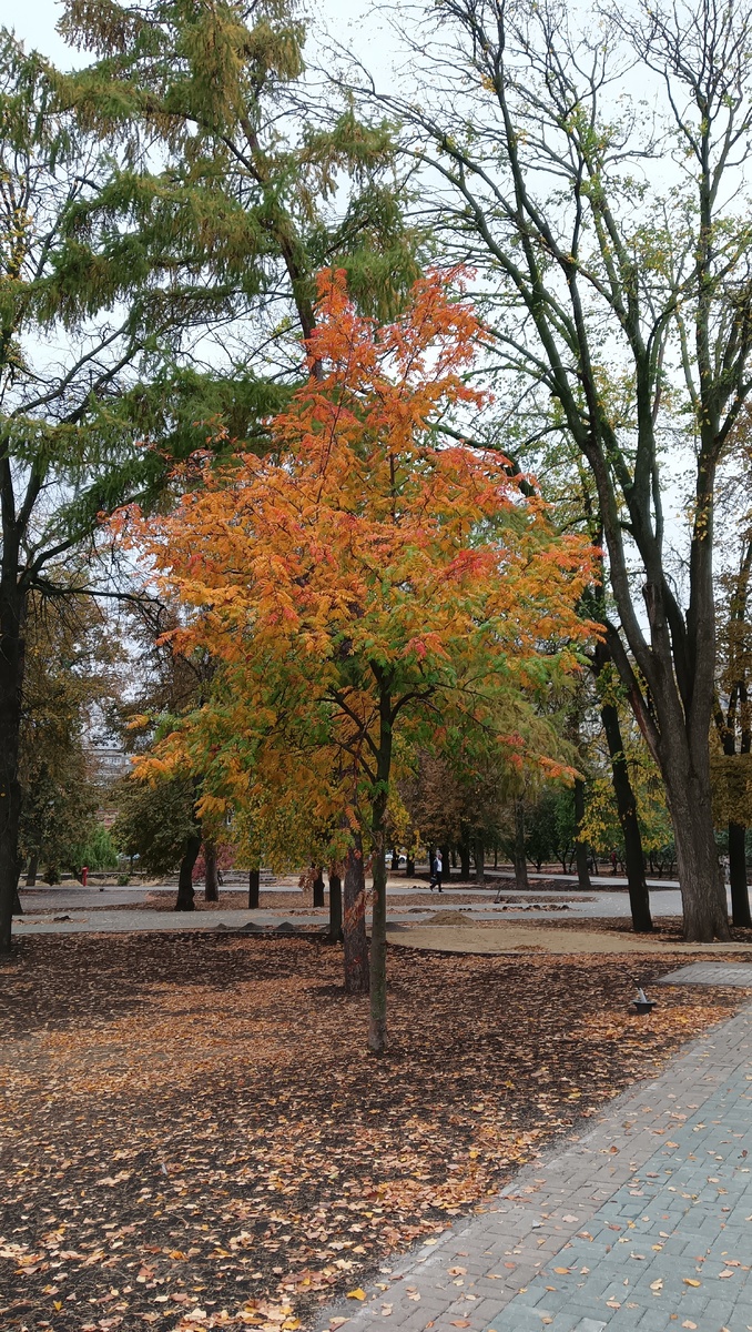 Фото автора, сквер имени Баратынского не успевают доделать