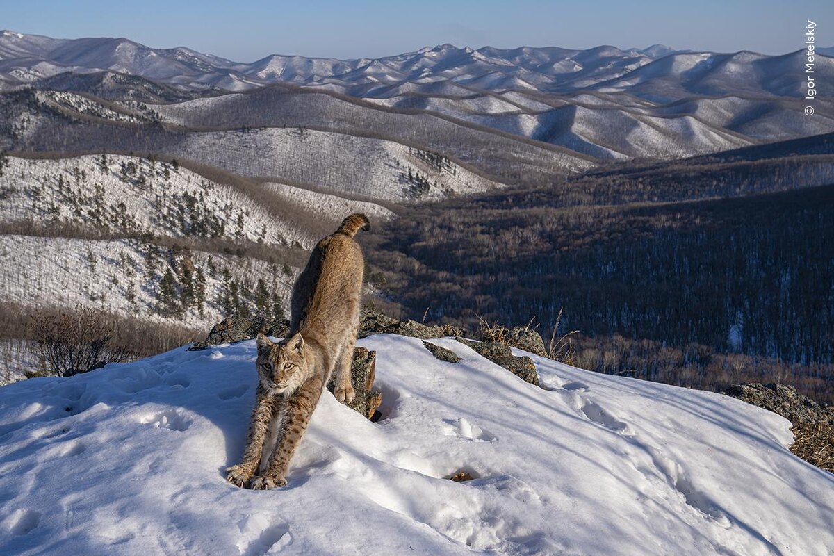 Igor Metelskiy, Wildlife Photographer of the Year📷Снимок «Граница рыси», сделанный фотоловушкой в Лазовском районе Приморского края. Автор Игорь Метельский, категория «Животные в своей среде обитания»