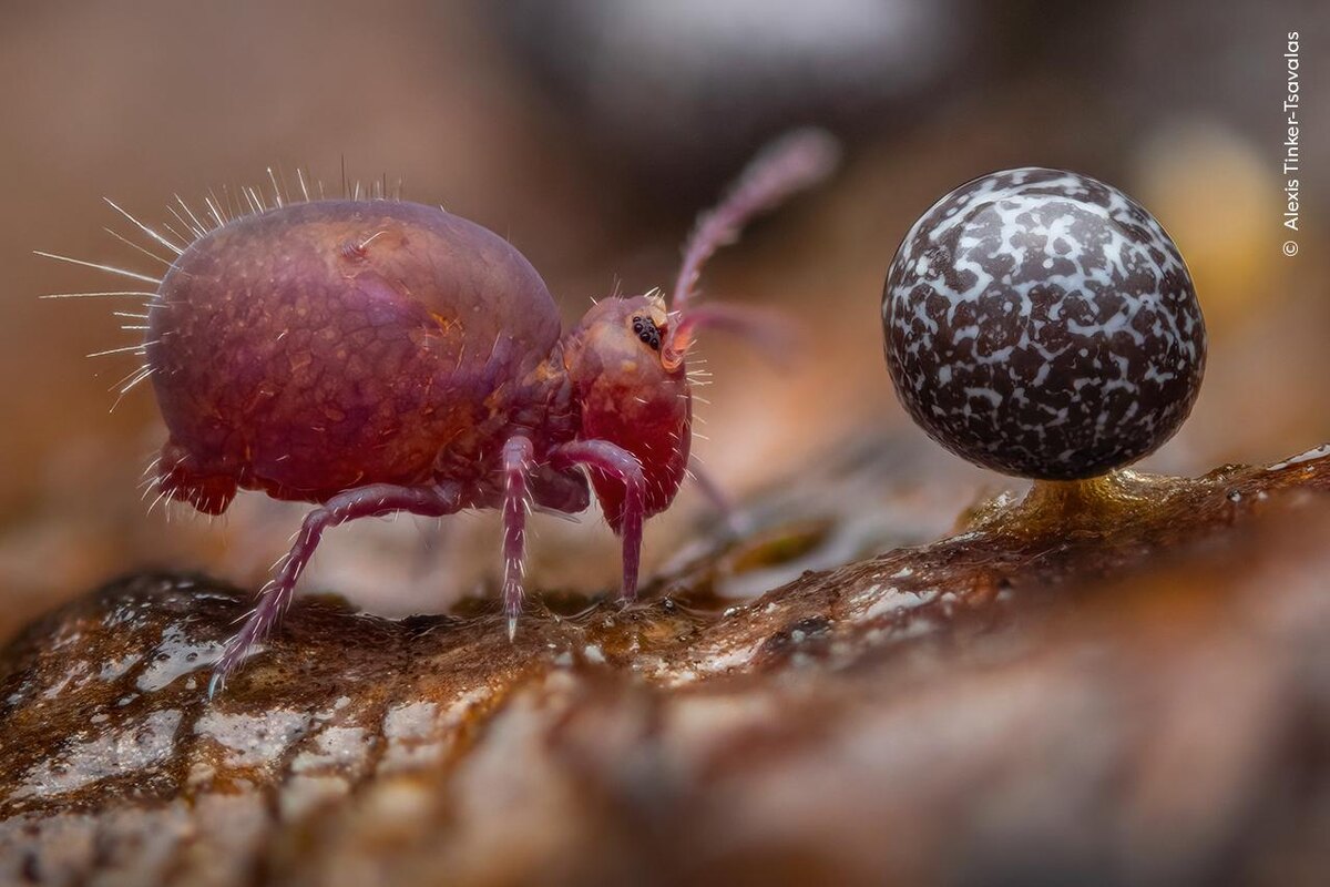 Alexis Tinker-Tsavalas, Wildlife Photographer of the Year📷Снимок «Жизнь под мертвым лесом», на котором видны коллемболы, мелкие членистоногие. Автор немец Алексис Тинкера-Цаваласа, категория «Лучший молодой фотограф» (15-17 лет).
