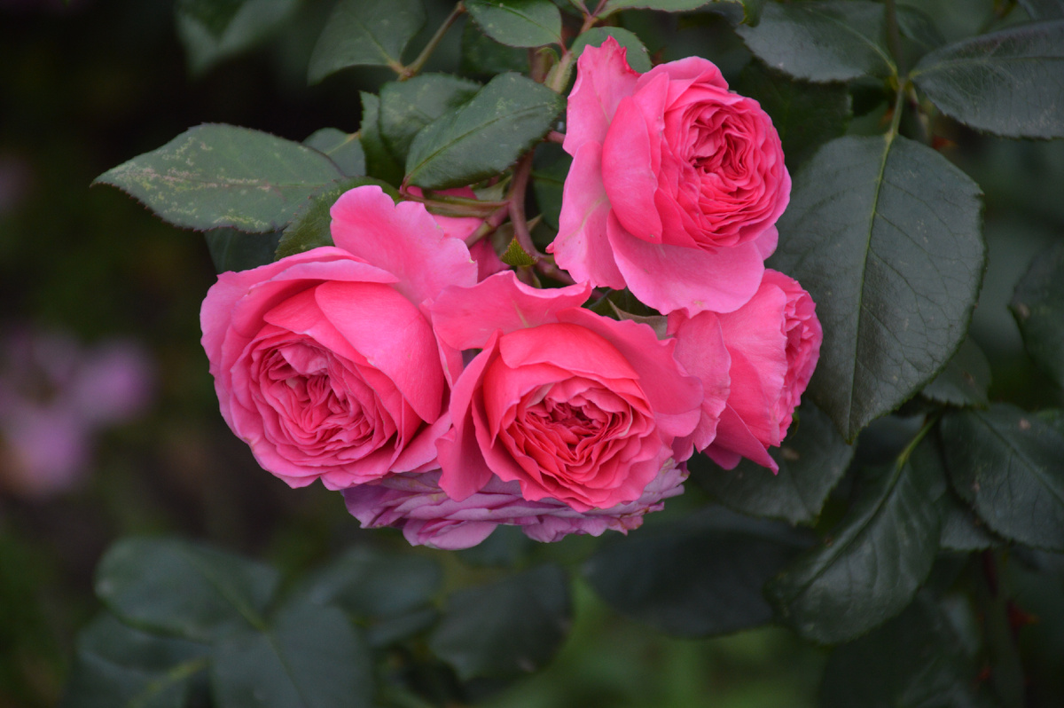 Роза 'Баронесса'  13 октября 2024