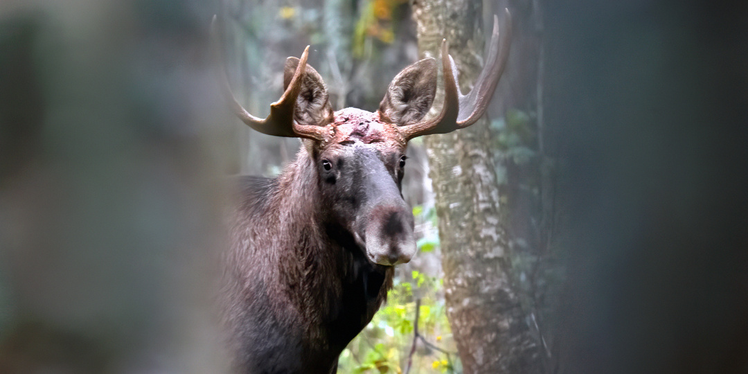 Лоси Ярославской области. Удивительные встречи в волшебном осеннем лесу.