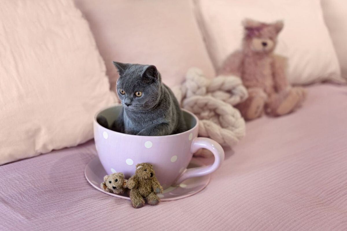 Кот в чашке 