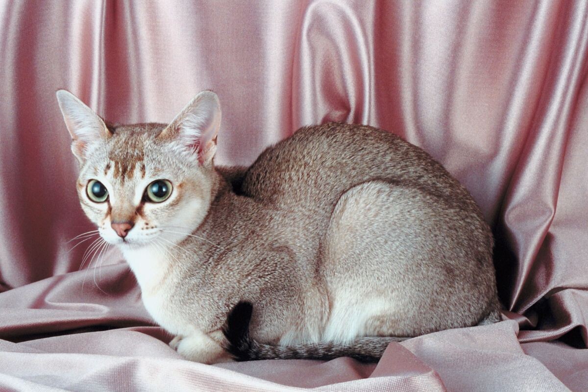 Сингапурская кошка