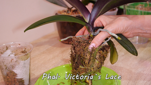 Пересадка орхидей. Phal. Victoria`s Lace бабочка. Phal. Cocodoro Жозефина. Клоп, но с корнями.