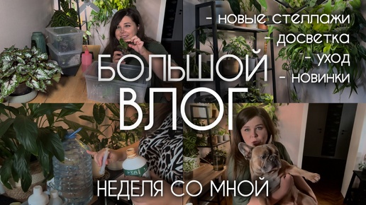 Недельный ВЛОГ | Новые стеллажи и досветка | НОВИНКИ РАСТЕНИЙ