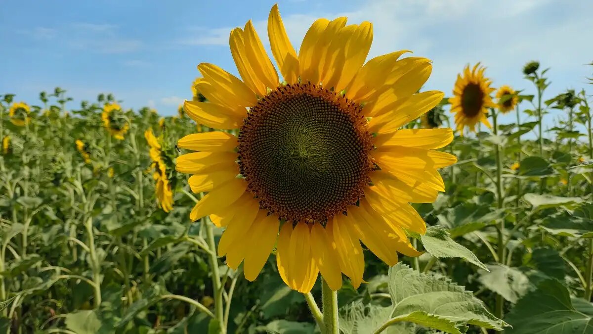 Фото:© Ирина Борисова / Glavagronom.ru Аграрии Запорожской области сейчас активно ищут замену фонду семян зерновых и масличных культур