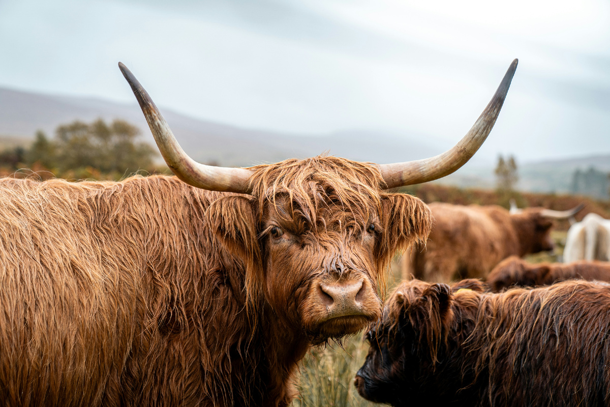 Картинка с бесплатного фотостока https://unsplash.com, автор  Lorin Both