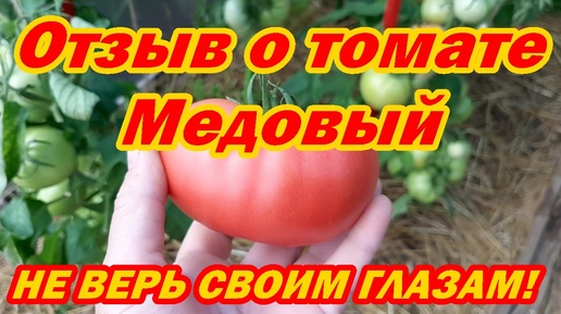 Отзыв о томате Медовый. НЕ ВЕРЬ СВОИМ ГЛАЗАМ!