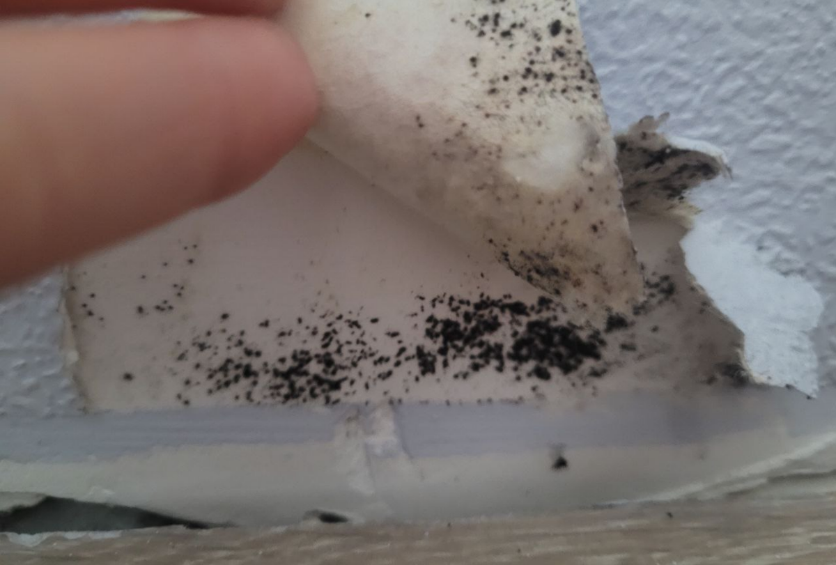 Типичный вид плесени под плинтусом