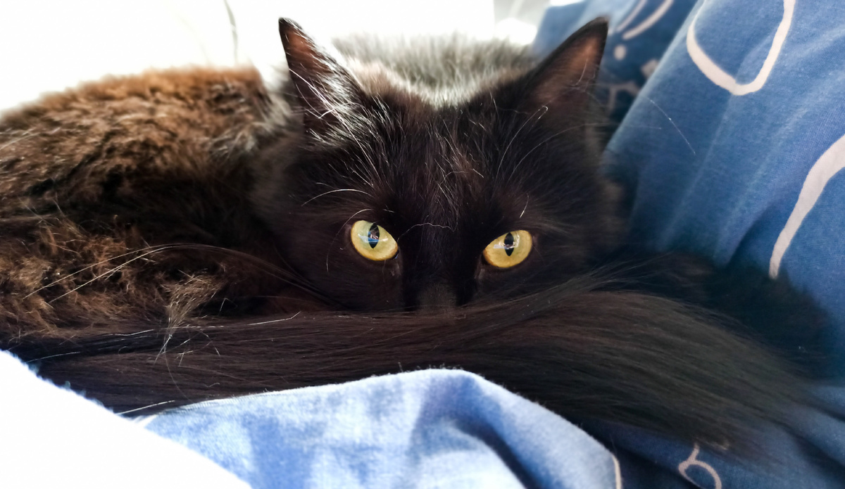 Наша котодочь. 