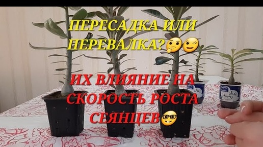 Сеянцам адениума 4 месяца🥳. И снова делюсь своими наблюдениями😀😉. Летний посев 2023.